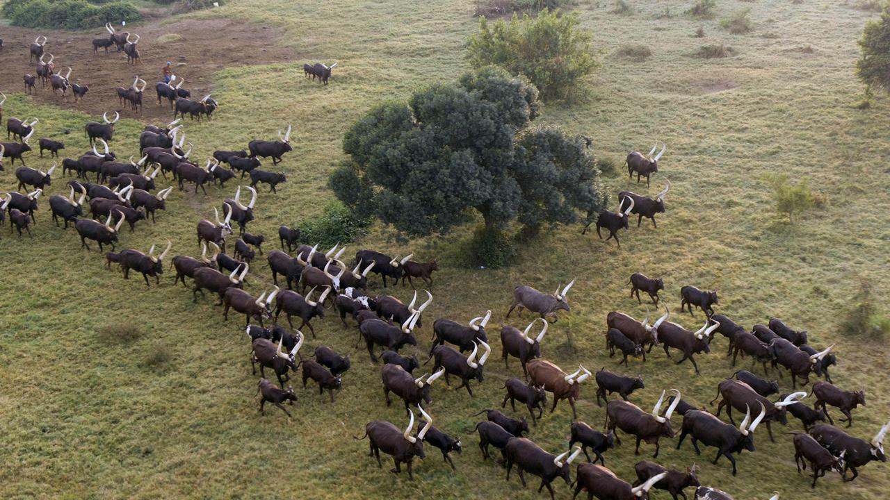 Afrika iz zraka: Uganda (dokumentarna serija)