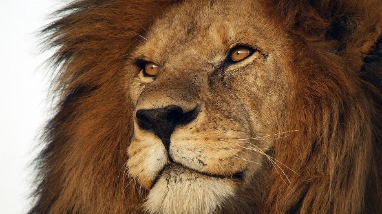 Zázračná planeta: Serengeti