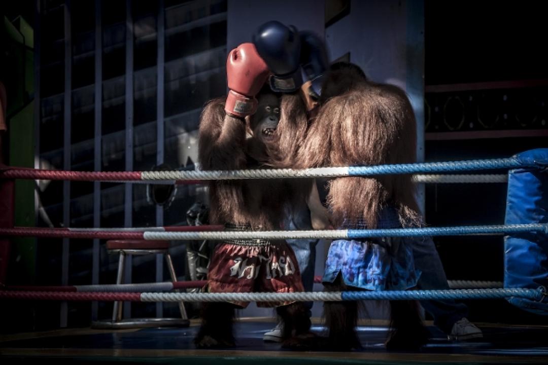 Oči orangutana