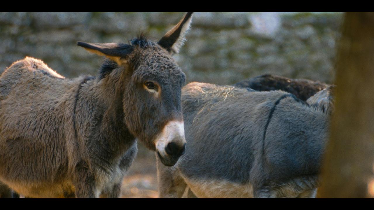 Povratak životinjama (11)