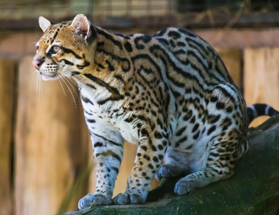Americký ocelot