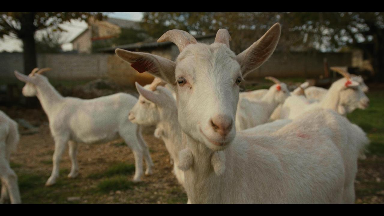 Povratak životinjama (Istarska koza)