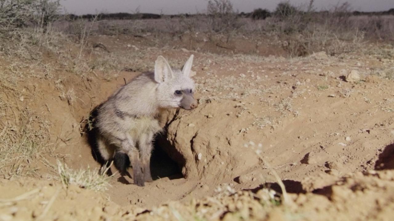 Soužití v africké divočině