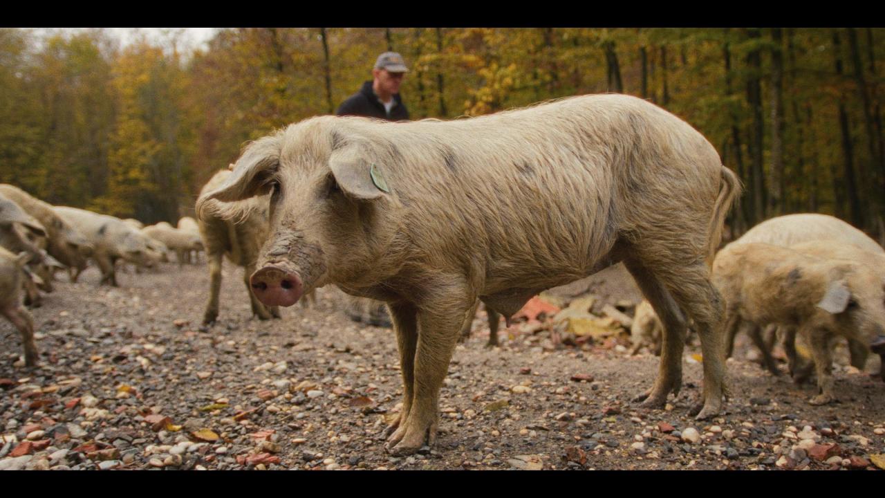 Povratak životinjama (Turopoljska svinja)