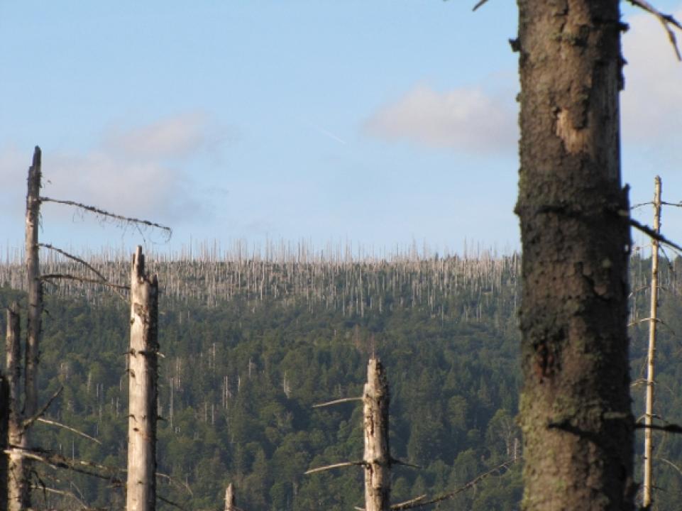 Divočina bez hranic (Nationalpark Bayerischer Wald)