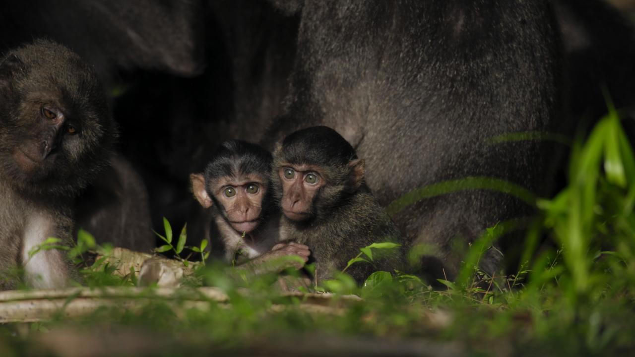 Nicobar Islands: A Monkey's Long Tale